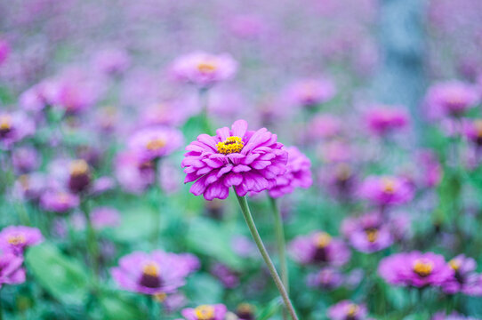 Beautiful close-up of a vibrant pink purple zinnia flower blooming in a dreamlike field with soft pastel blurred background.