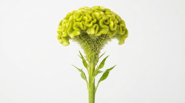 Green celosia flower isolated on white background