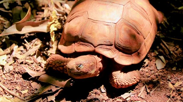 Argentine Chaco tortoise turtle turtles sleeping tropical nature in Brazil.