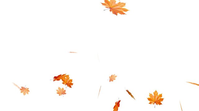 Maple Leaf falls animation. Autumn maple leaves fall in the background. falling maple autumn leaves loop animation, Falling autumn leaves backgrounds - isolated and loopable