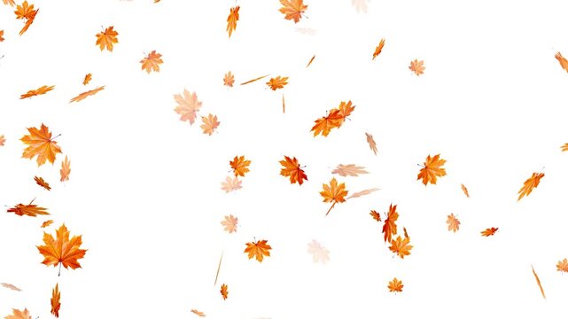 Maple Leaf falls animation. Autumn maple leaves fall in the background. falling maple autumn leaves loop animation, Falling autumn leaves backgrounds - isolated and loopable