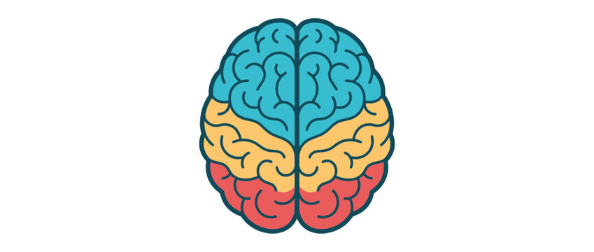 Top view of colorful brain lobes on white background