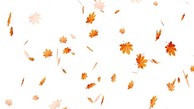 Maple Leaf falls animation. Autumn maple leaves fall in the background. falling maple autumn leaves loop animation, Falling autumn leaves backgrounds - isolated and loopable