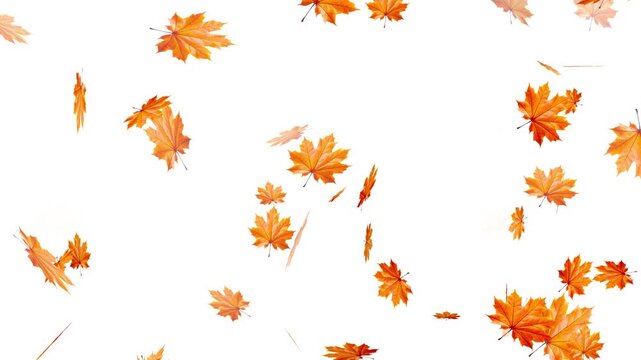 Maple Leaf falls animation. Autumn maple leaves fall in the background. falling maple autumn leaves loop animation, Falling autumn leaves backgrounds - isolated and loopable