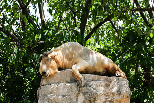 A golden takin sleeping with a smiling expression