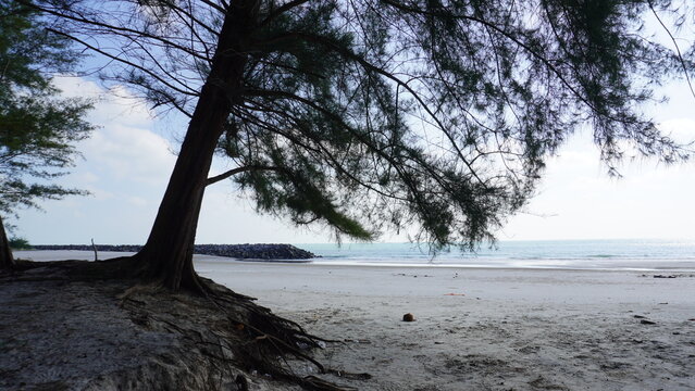 Wide angle view of a tall pine tree leaning over a sandy tropical beach toward the calm blue sea.