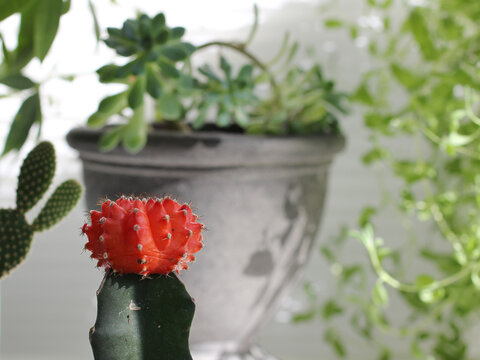 Selective focus of textured red cap cactus with green plants in the background with natural light and shadows for natural background.