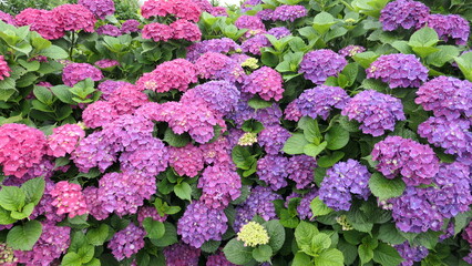 Obraz premium Pink and purple hydrangea flowers blooming in full bloom