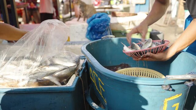 Fish Vendor Selecting Fresh Fish and Placing It in a Plastic Bag at a Local Market