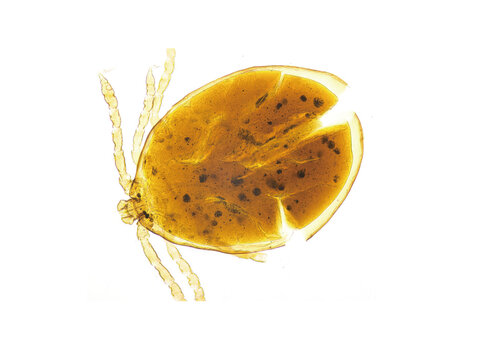 Hard ticks are parasites that attach to a host; their bites are painless, and they can transmit bacterial, protozoal, and viral diseases such as Lyme disease, encephalitis, and tularemia.
