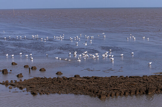 A flock of seagulls resting on a coastal mudflat during low tide, showcasing a peaceful wetland habitat with natural shoreline and marine wildlife