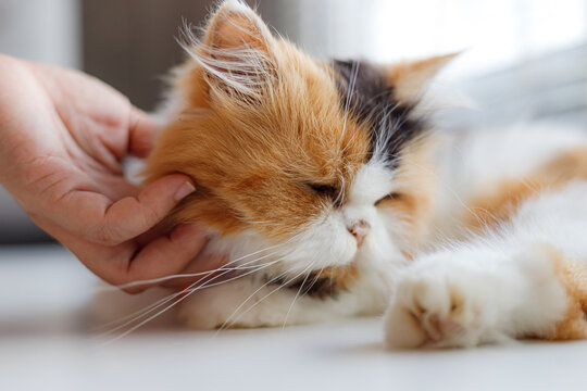 Calico Long-Haired Cat Being Gently Petted While Resting