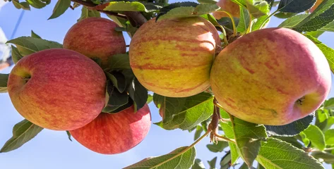 Pommier  © Unclesam