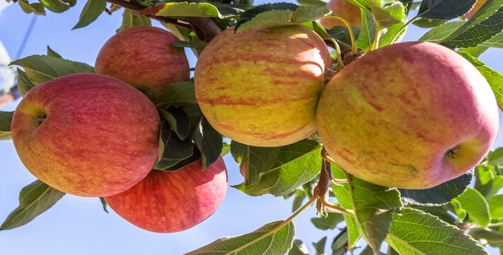Pommier 
