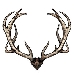 Obraz premium Realistic Deer Antlers Illustration 37