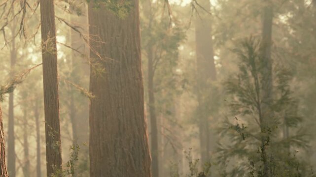 Sunlight shines softly through tall trees in a forest. Mist lingers in the air, creating a blend of light and shadow. The setting is calm and quiet, inviting exploration.
