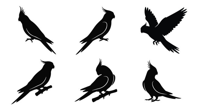 A set of six cockatiel bird in various poses silhouette vector illustration on a white background
