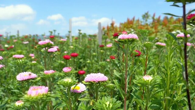 Vibrant, blooming asters in a sunny flower garden under a blue sky.
