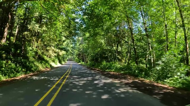 4K smooth stabilized hood mounted driving footage along a scenic countryside road OR-202 Nehalem hwy, through forests in Oregon, USA in summer daylight