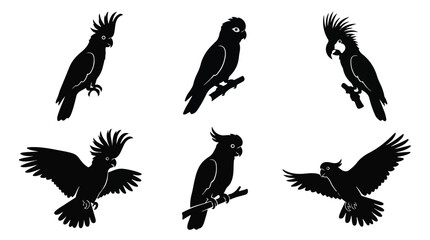 Naklejka premium A set of six cockatoo bird in various poses silhouette vector illustration on a white background