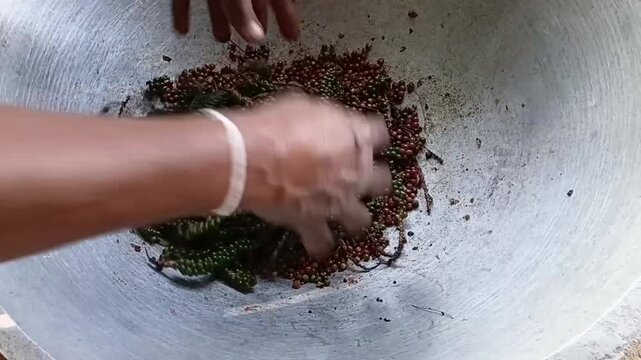 Close Up of Hands Sorting Fresh Green Pepper Spikes and Raw Peppercorns in a Metal Basin on an Organic Small Scale Farm in Sri Lanka