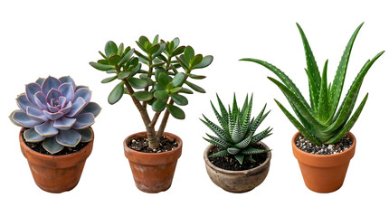 Fototapeta premium Collection of potted succulent plants on a transparent background