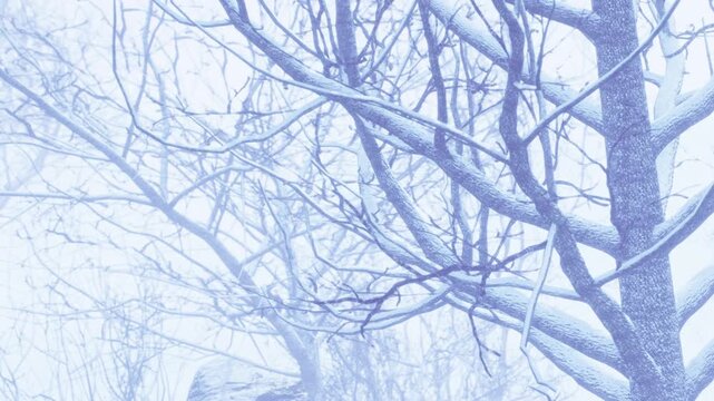 Trees are covered with a layer of snow in a foggy winter scene. The branches look bare, and the sky is grey. Snow gently falls in the quiet atmosphere of early morning.