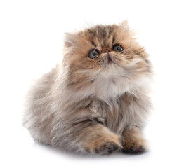 persian kitten © cynoclub