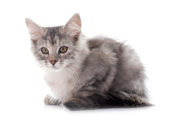 maine coon kitten © cynoclub