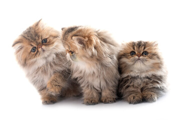 persian kitten © cynoclub
