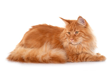 maine coon cat © cynoclub
