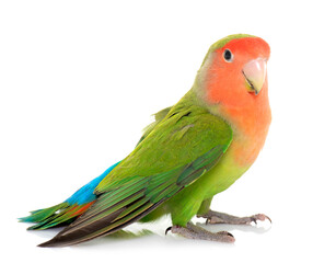 Obraz premium Peach faced Lovebird