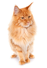 maine coon cat © cynoclub