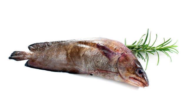 Forkbeard fish