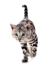 bengal cat in studio © cynoclub