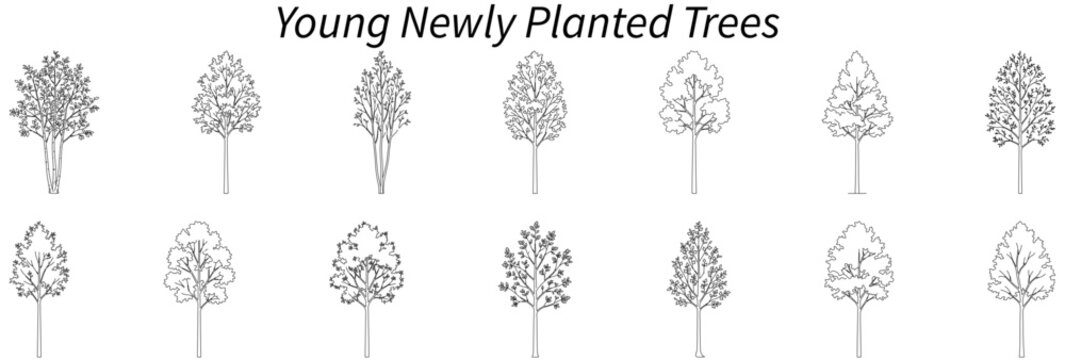 Young Newly Planted Trees Side Elevation CAD Blocks Collection with Deciduous, Ornamental, Street and Landscape Saplings &ndash; Editable Architectural Section Symbols