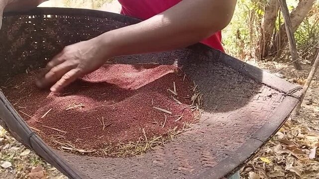 Close Up of Female Farmer Hand Sorting and Inspecting Cleaned Finger Millet Grains in Bamboo Kulla