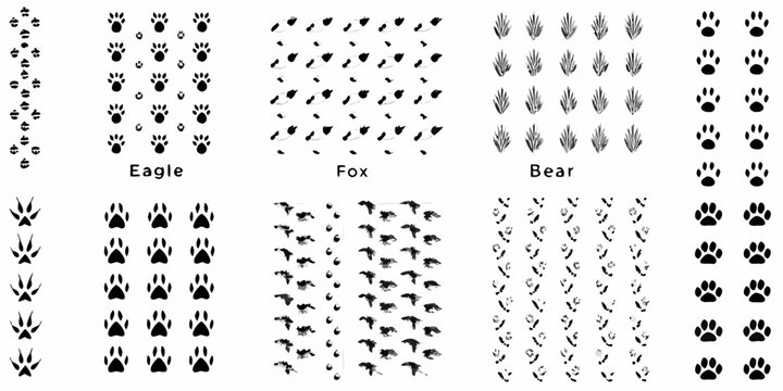 animal paw prints detailed black silhouette collection on white background eagle fox bear tracks footprints wildlife nature vector illustration pattern