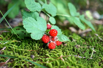 Rubus parvifolius ナワシロイチゴ 苗代苺 © KenChi