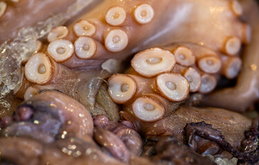 Octopus on crushed ice. Octopus with suction cups. Raw octopus tentacle closeup. Fresh octopus skin texture. © Volodymyr
