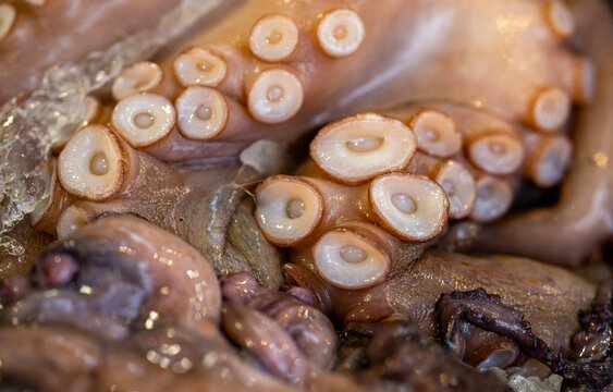 Octopus on crushed ice. Octopus with suction cups. Raw octopus tentacle closeup. Fresh octopus skin texture.