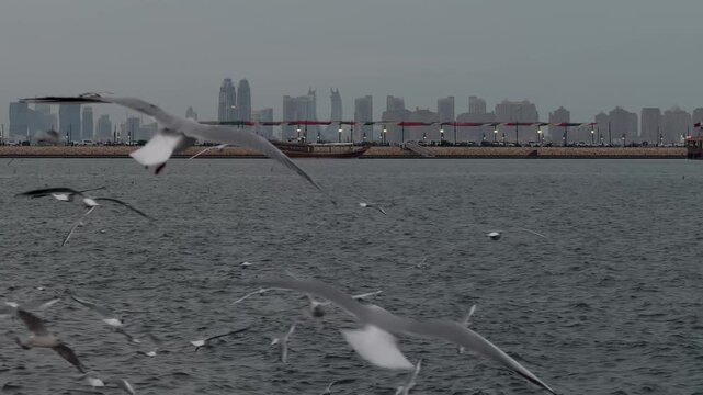 Doha Port Panorama with City Skyline and Seagulls, Qatar