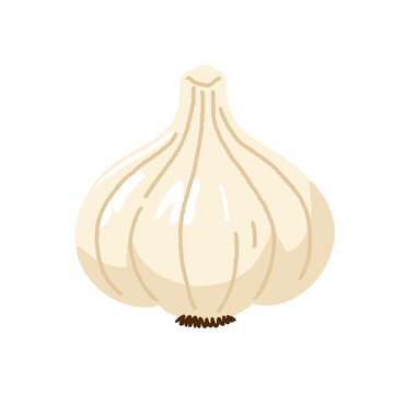 Fresh white garlic bulb 