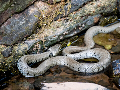 Barrenringelnatter (Natrix helvetica)