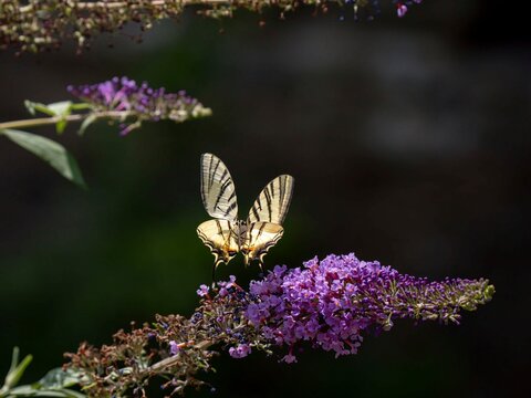 Segelfalter (Iphiclides podalirius)
