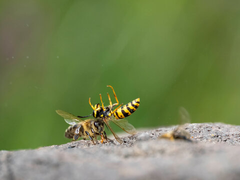 S&auml;chsische Wespe (Dolichovespula saxonica) Bruchlandung