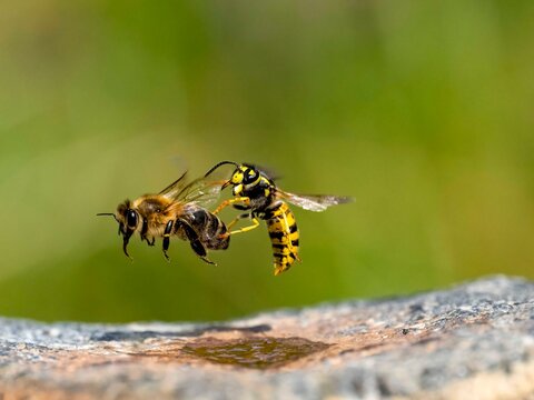 S&auml;chsische Wespe (Dolichovespula saxonica)