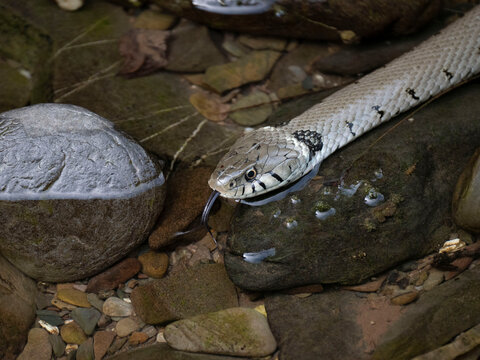 Barrenringelnatter (Natrix helvetica)