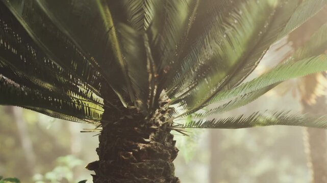 A palm tree is in the center of a tropical area. Sunlight shines through the palm leaves. The background shows greenery and a soft light effect. It appears warm and inviting.