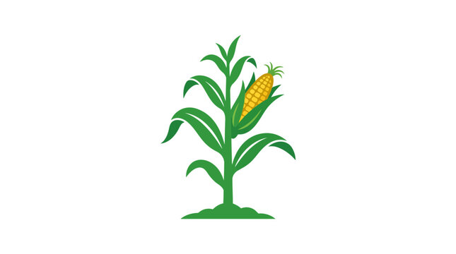 A simple illustration of a single corn stalk growing in the soil